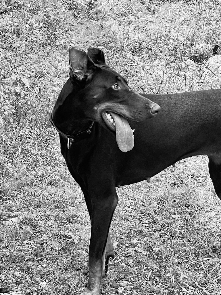 Artistic black and white side profile of Sprint the Doberman