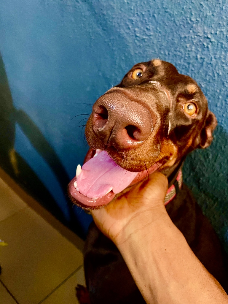 Sprint the Doberman sitting majestically with a clear focused expression